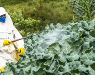 ललितपुरमा तरकारीमा विषादी प्रयोग बढ्दा क्यान्सर र मिर्गौला रोगी बढ्दै